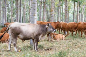 Toro, vacas y ternero entre los chopos. Ganadería.