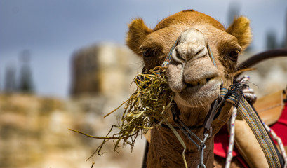 Camel head close-up in Jerusalem