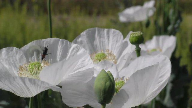 Insecto posado en adormidera o amapola real