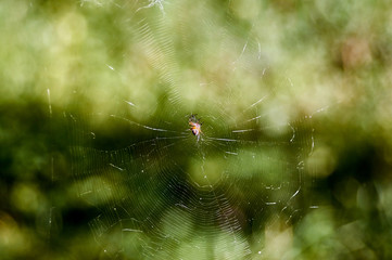 spider Araneus is sitting on a web on the background of nature