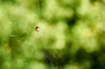 spider Araneus is sitting on a web on the background of nature