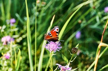 butterfly peacock eye on a flower, close-up