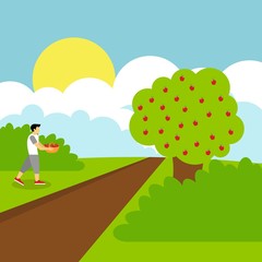 Picking apple fruit illustration