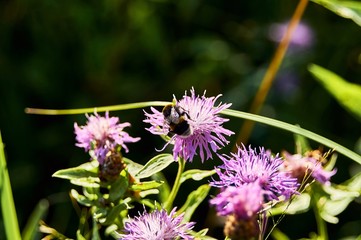 honey bee on a flower, close-up