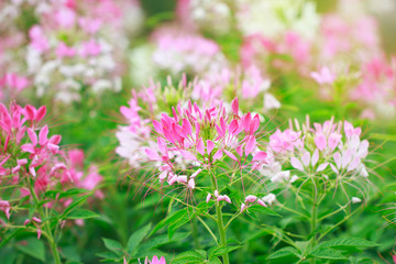 Beautiful Cleome spinosa or Spider flower in the garden