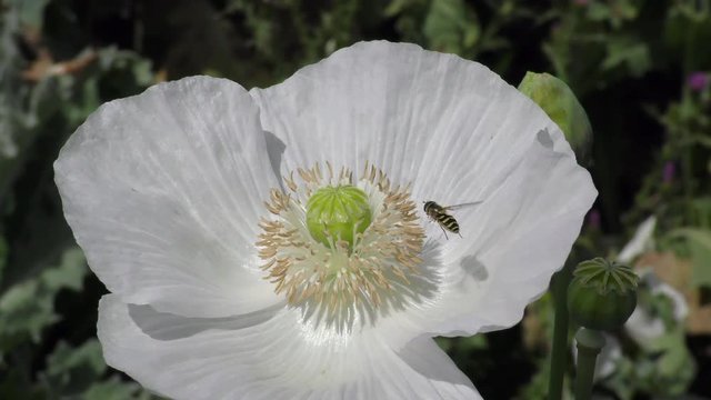 Abeja libando en adormidera