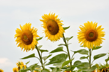two sunflowers on a field.