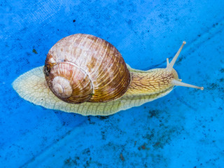 One grape snails on a piece of blue awning in the garden