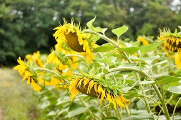 A few Big beautiful sunflowers with a natural color.