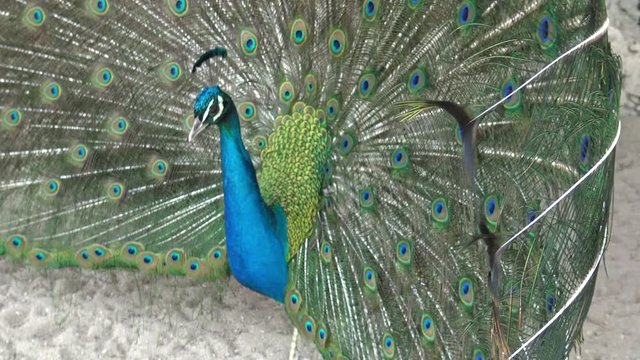 Pavo real extiende cola en abanico