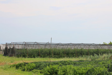 greenhouses for the production of vegetables in an area of agric