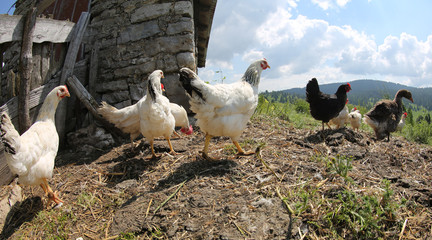 many chickens and hens