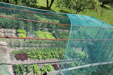 vegetable garden with lettuce and radicchio with a hail protecti