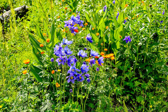 Picturesque floral summer background - blossoming alpine meadow with colorful wild flowers close up: blue aquilegia, orange buttercups and other herbs,  Altai mountains, Russia

