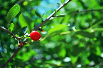 Fototapeta premium Red ripe cherry berries on branch with green leaves, blurry green-blue background