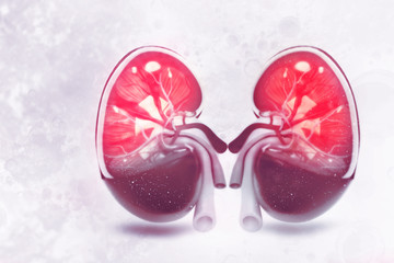Human kidney cross section on scientific background