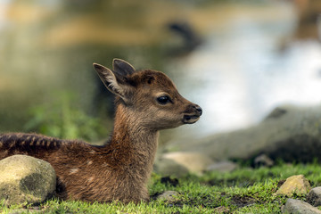 Close up of fawn sitting on grass