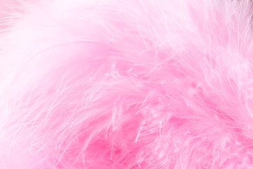 Obraz premium Pink bird feathers in soft and blur style, Fluffy feather background