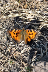 The large tortoiseshell or blackleg tortoiseshell (Nymphalis polychloros)  sitting on gray grass soft blurry background