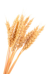 Ripe ears of wheat.