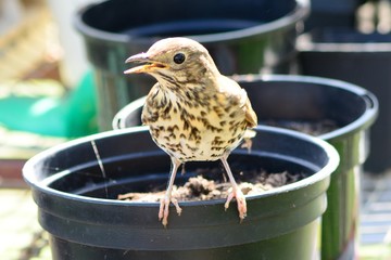 Song thrush (turdus philomelos) perching on a plant pot in a greenhouse
