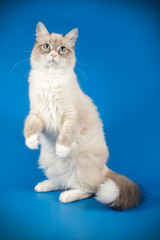 neva masquerade cat