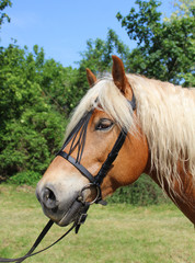 Obraz premium Portrait of a Haflinger horse
