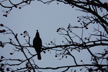 Ein Rabe pickt Früchte von einem Baum im Winter