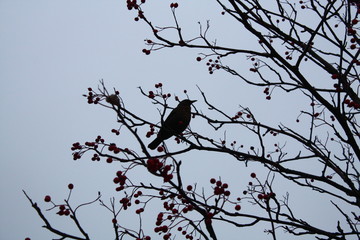 Ein Rabe pickt Früchte von einem Baum im Winter