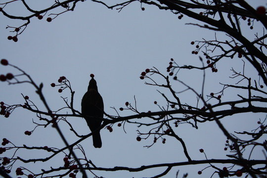 Ein Rabe pickt Fr&uuml;chte von einem Baum im Winter