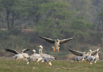 Bar headed goose