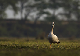 Bar headed goose