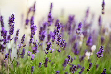 Picture of lavender flowers on field at sunlight