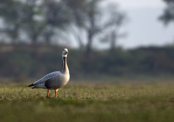 Bar headed goose
