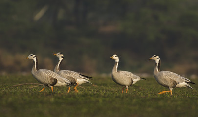 Bar headed goose
