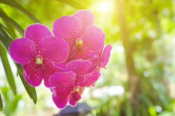 Fototapeta na wymiar Close-up purple orchid flower in garden.