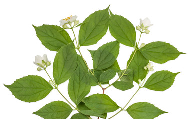Fototapeta premium Jasmine flowers isolated on white