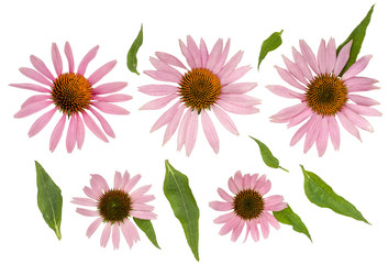 Echinacea flowers isolated on white, top view. - obrazy, fototapety, plakaty