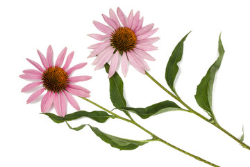 Echinacea flowers isolated on white, top view