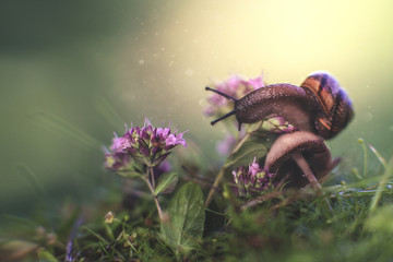 Snail on the mushroom