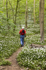 Wanderer durch Bärlauchwald