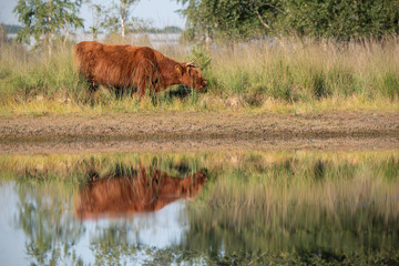 Highland Cow Reflection