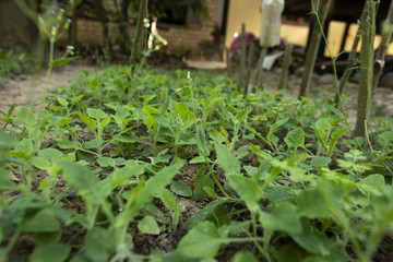 vegetable 