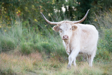 Highland Cow White
