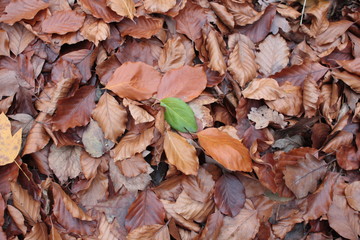Buntes Herbstlaub (Buchen, Ahorn) im Wald