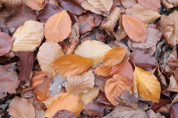 Buntes Herbstlaub (Buchen, Ahorn) im Wald