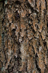 texture of the bark of old birch