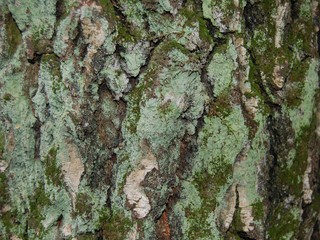 texture of birch bark with light green lichen and moss