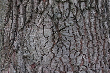 texture of oak bark