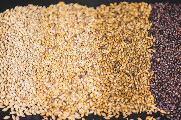 Different Malted Barley Beer Grain Colors Texture.